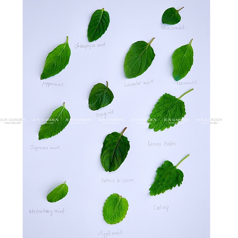 Bạc Hà Rượ.u JUN GARDEN Champagne Mint