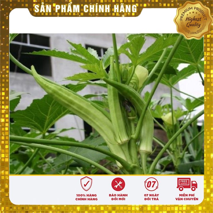 Hạt Giống Đậu Bắp Xanh Trồng quanh năm ( gói 10 gram )