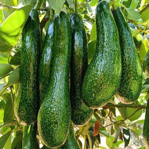 Bơ sáp 034 CƠM VÀNG HẠT NHỎ Béo dẻo ăn bao ăn bao ngon [ CHỈ GIAO TPHCM]