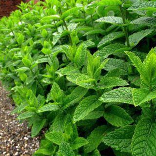Hạt giống bạc hà peppermint