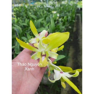Hoa Lan Dendro Nắng Thỏ Vàng - Cây Con