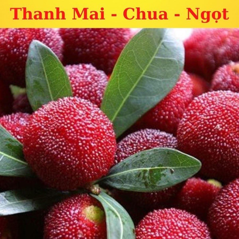 Ô mai thanh mai hàng xá