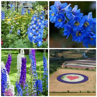 [GIÁ GỐC] Hạt giống hoa Phi Yến xanh (Larkspur Consolida) - 50 hạt