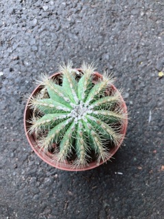 Xương Rồng Khế