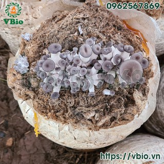 Phôi sò yến - phôi nấm yến