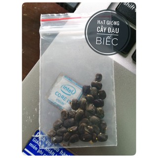 Hạt giống cây đậu biếc
