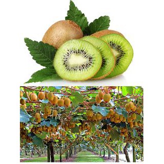 Hạt giống Kiwi leo giàn chịu nhiệt siêu quả