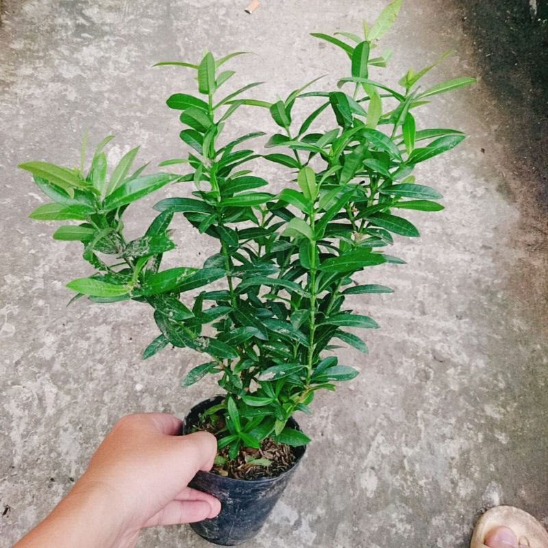 Cây Mẫu Đơn Ngũ Sắc