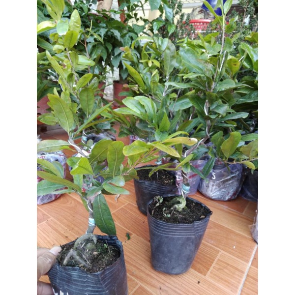 Mai cúc Hoa Hồng cây giống