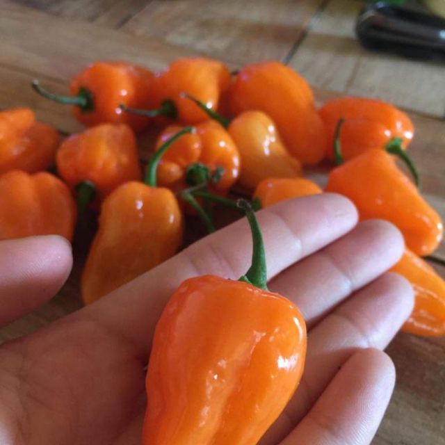 Cây giống ớt cay Habanero cay nhất thế giới