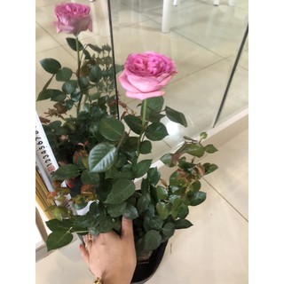 Hoa Hồng lafont cao 40-50cm