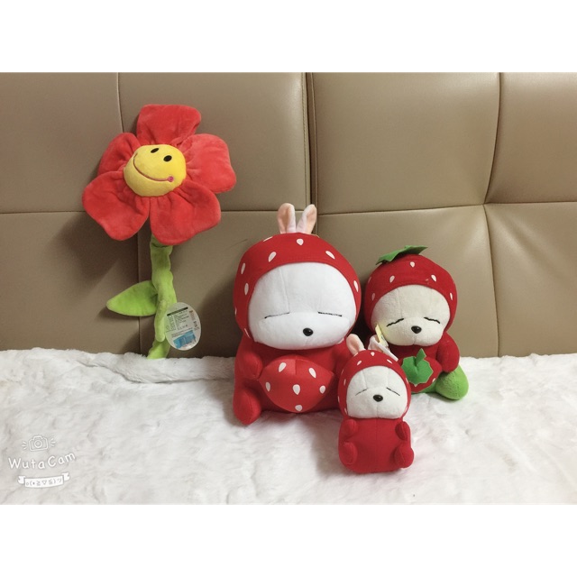 Set gấu teddy