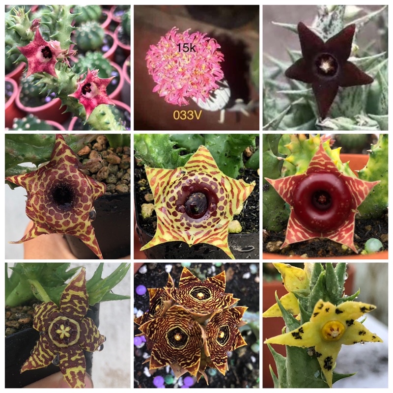 Combo 15 loại sao biển ngẫu nhiên