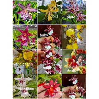 vũ nữ 5 loại khác nhau