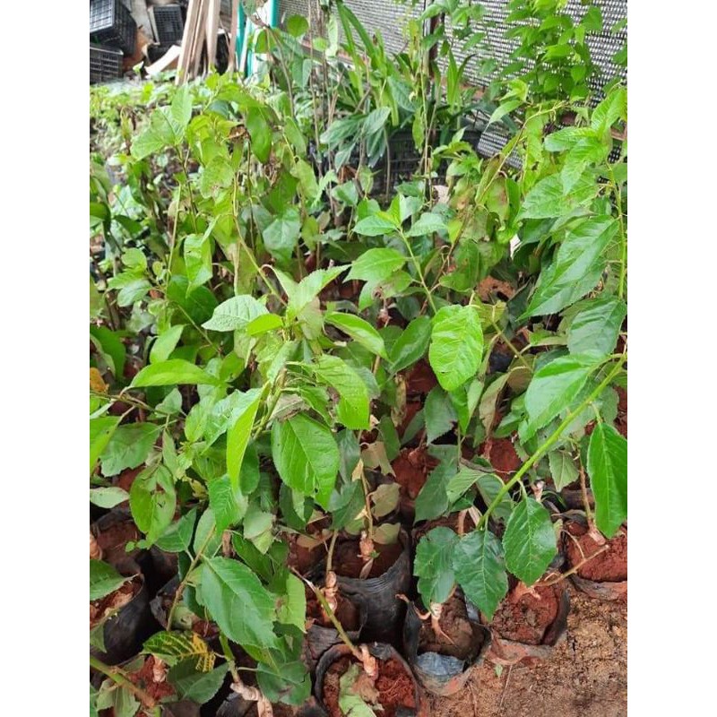 cây  giống cherry anh đào(mỹ)