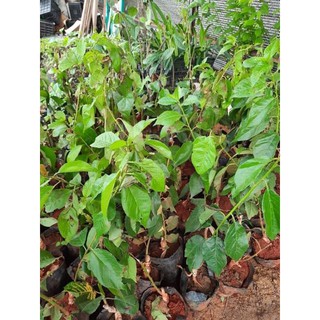 Cây giống cherry anh đào
