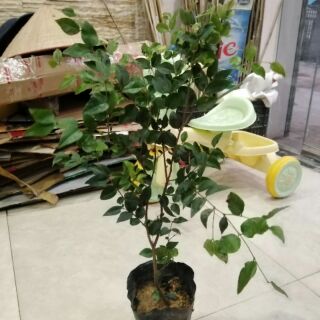 CÂY GIỐNG NHO THÂN GỖ TỨ QUÝ CAO 50cm