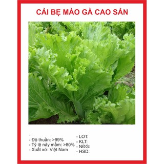 Hạt giống cải mào gà 20gr