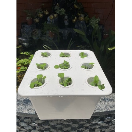 Thùng nhựa thủy canh Trí Toàn kết hợp thủy canh tĩnh và thủy canh hồi lưu trồng rau ăn lá 9 lỗ