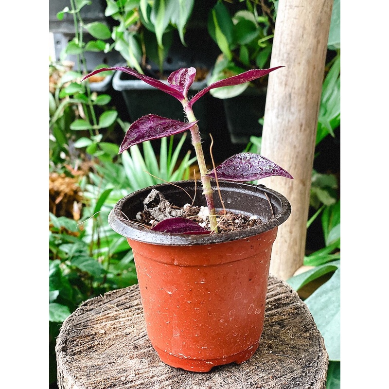 Cây giống Tradescantia zebrina Deep Purple  chậu nhựa 8cm