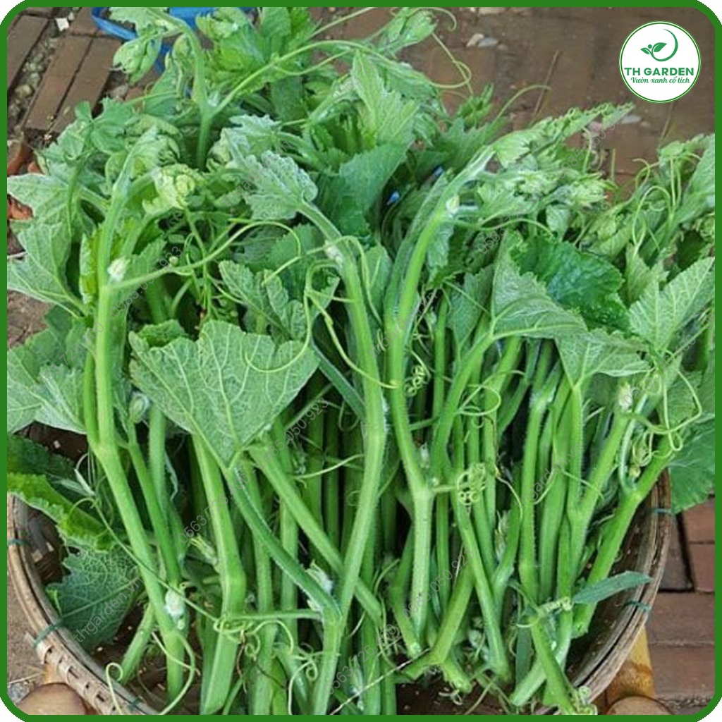 Hạt giống bí siêu ngọn - Rau bí chuyên ăn ngọn