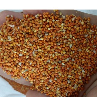 Hạt Kê vàng,kê đỏ loại to gói 500g