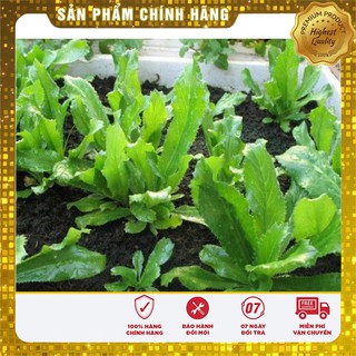 Bộ gói hạt giống Mùi tàu (Ngò gai)