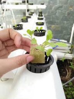 MÚT XỐP ƯƠM HẠT