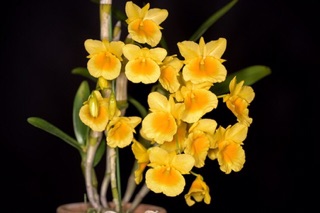 1 bó lan Kim điệp xuân mầm gốc