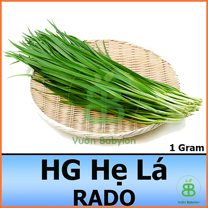 Hạt Giống Hẹ Ta Chất Lượng Cao 1Gr