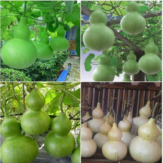 Combo 3 gói hạt giống bầu hồ lô F1 - tặng 1 gói kích thích hạt nảy mầm