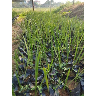 combo 2 cây cây chà Là giống