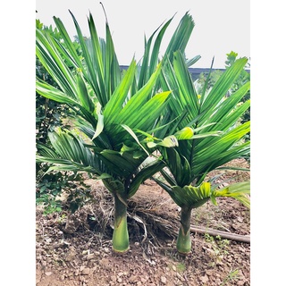 Cây cau lùn xịn cao 1m (ảnh thật).