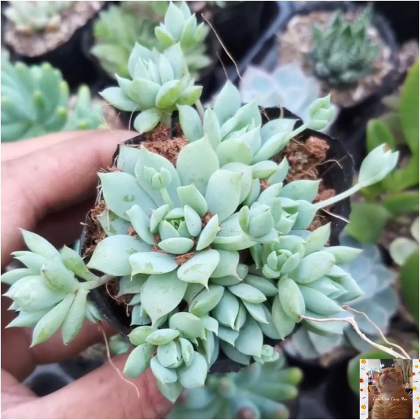 Sen đá Dù Kim - Size Trung Bình 7-10cm - Cây sẵn nhiều cành hoa ☂☂☂