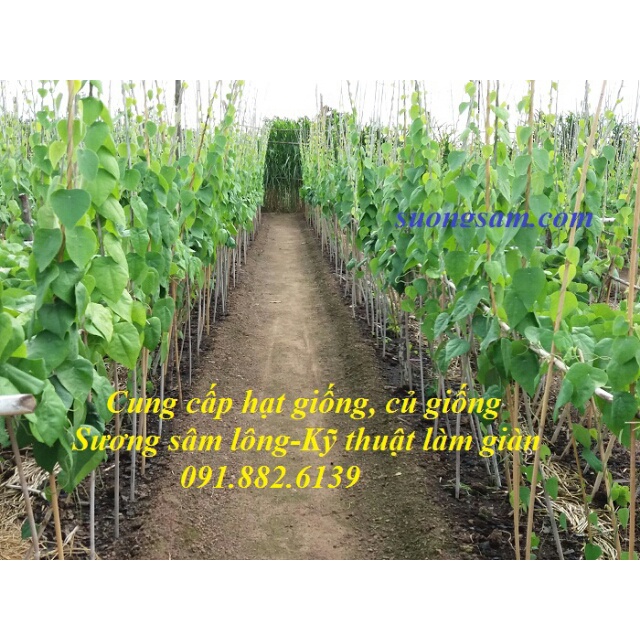 2 BẦU CÂY GIỐNG SƯƠNG SÂM LÔNG