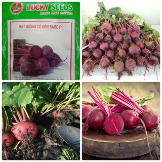 Bán COMBO 6 gói hạt giống củ dền đỏ TẶNG 1 phân bón hàng chuẩn