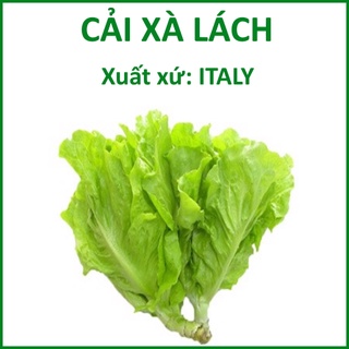 Hạt Giống Cải Xà Lách Cao Sản, Xuất xứ ITALY (10g)