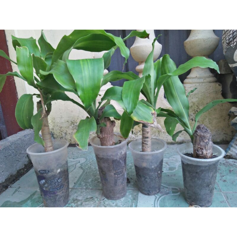 Cây Thiết Mộc Lan (gửi cây như hình)