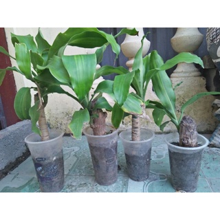 Cây thiết mộc lan