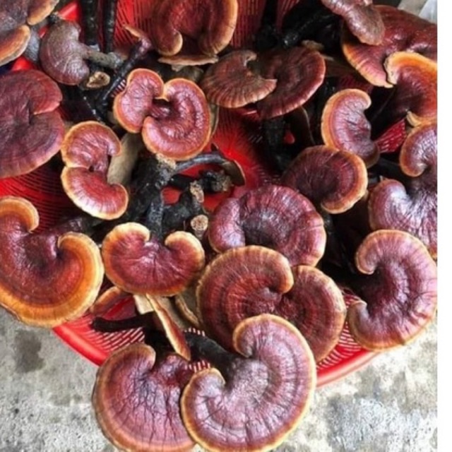 ⚡️SALE⚡️500g Nấm Lim xanh rừng Tây Bắc chuẩn rừng tự nhiên hỗ trợ bênh gout