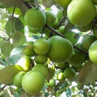 cây giống táo thái ròn