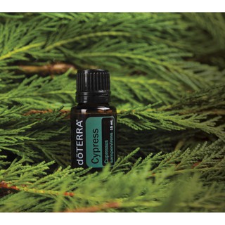 Tinh dầu Bách địa trung hải doterra Cypress 15mL