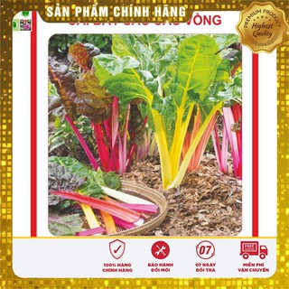 Hạt Giống Cải Bảy Sắc Cầu Vồng 30 Hạt [Bán Sỉ]