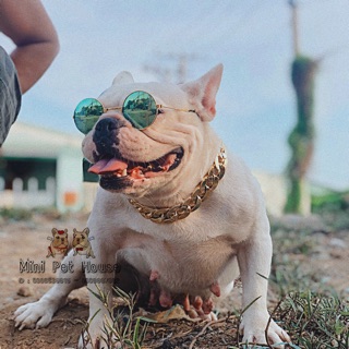 Combo Mắt Kính + Dây Chuyền đeo cổ chó mèo