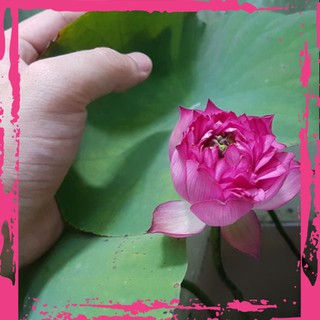 [Có sẵn - Free ship 150k]   Nhánh Cây Con Sen Mini Nhật - Hoa Nhỏ Chuẩn Nhật