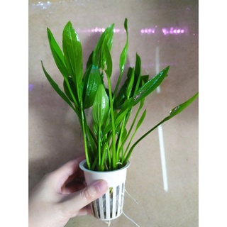 Cây thủy sinh Lan nước - 4k/cây