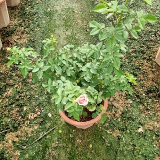 Cây triết hoa hồng ngoại