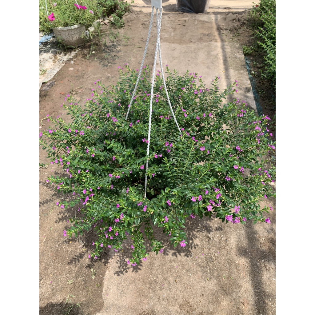Cây hoa cẩm tú mai trồng chậu treo nở rực rỡ quanh năm bán kính 35cm, chậu hoa treo trang trí ban công, sân vườn