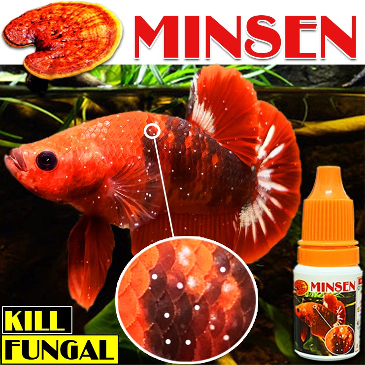 Sâm Dưỡng Cá RINSEN - MINSEN - Tạo ổ đẻ, tăng độ sung cho cá
