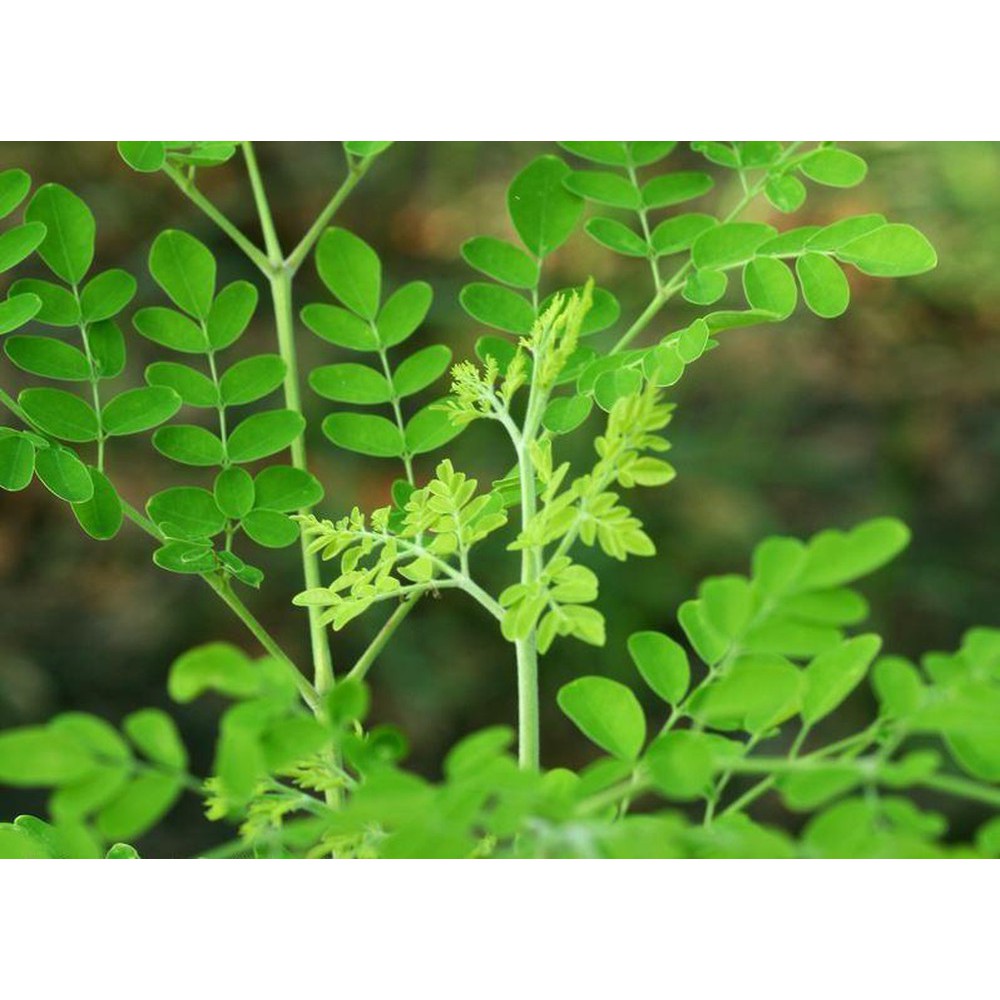Hạt giống cây cải ngựa Moringa oleifera - tặng gói hạt giống ngẫu nhiên